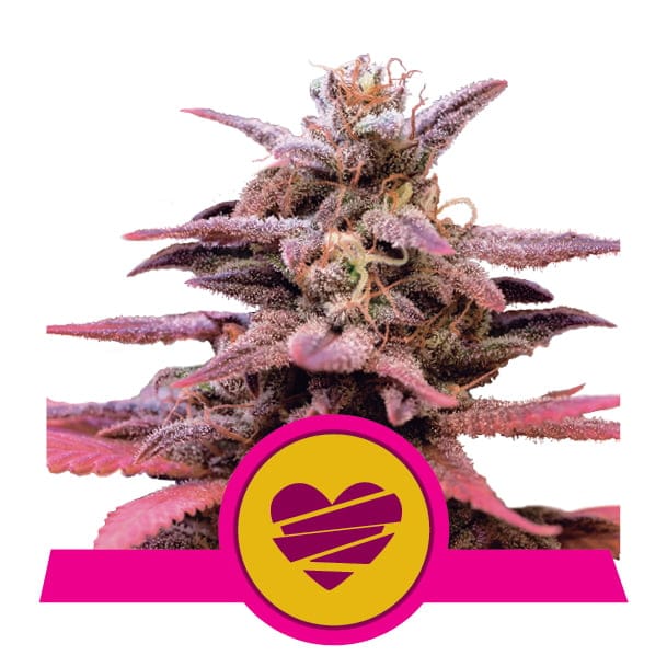 Scopri Wedding Crasher di Royal Queen Seeds: Una affascinante varietà ibrida di cannabis con aromi seducenti ed effetti rilassanti.