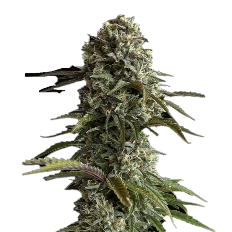 Fast Buds Original Auto Skunk: Scopri il classico aroma Skunk e le potenti prestazioni di questa variante autofiorente della leggendaria Skunk originale. Con l'innovativa selezione di Fast Buds, questa varietà offre il perfetto equilibrio tra velocità, facilità e risultati eccellenti.