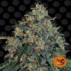 Blueberry OG - Una deliziosa varietà di cannabis con i sapori di mirtilli e OG Kush. Scopri la combinazione unica di aromi nella Blueberry OG.