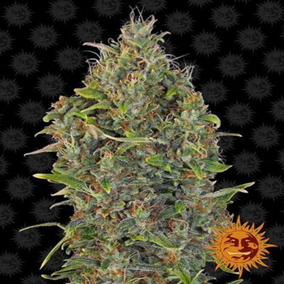 Critical Kush Auto di Barney's Farm - Una varietà di cannabis autofiorente con il perfetto equilibrio tra le genetiche Critical e Kush. Scopri la comodità e la potenza di Critical Kush Auto.