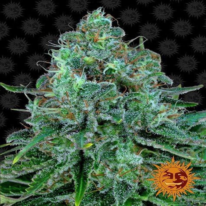 Critical Kush Barney's Farm - Una potente varietà di cannabis con il perfetto equilibrio tra le genetiche Critical e Kush. Sperimenta le caratteristiche uniche di Critical Kush.