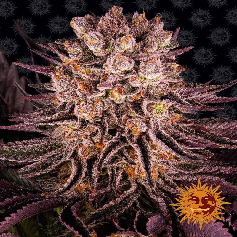 Mimosa x Orange Punch di Barney's Farm: Un'incantevole incrocio con foglie viola e cime arancioni. Goditi uno sballo allegro e un delizioso profumo di arancia dolce. Mix indica-sativa per un rilassamento creativo.