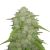 Original Amnesia Haze Auto di Fast Buds: Scopri la variante autofiorente della iconica Amnesia Haze, con gli stessi potenti ed energizzanti effetti, ma con la comodità e la velocità di una varietà autofiorente. Goditi le classiche caratteristiche sativa in un formato compatto.