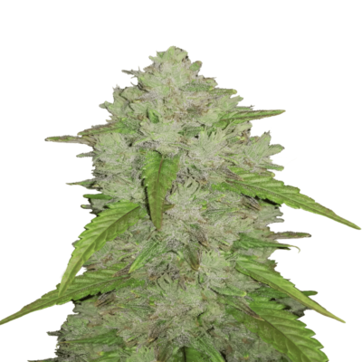 Original Amnesia Haze Auto di Fast Buds: Scopri la variante autofiorente della iconica Amnesia Haze, con gli stessi potenti ed energizzanti effetti, ma con la comodità e la velocità di una varietà autofiorente. Goditi le classiche caratteristiche sativa in un formato compatto.