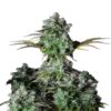 Original Big Bud Auto di Fast Buds: Scopri i raccolti potenti e le cime lussureggianti di Original Big Bud, ora disponibile in una pratica variante autofiorente. Questa varietà di cannabis autofiorente offre la crescita robusta e la fioritura impressionante che ti aspetti da Big Bud, ma con la comodità della fioritura automatica.