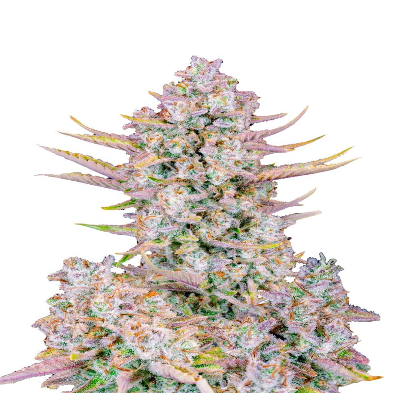 Purple Punch Autoflower di Fast Buds: Una varietà di cannabis autofiorente a crescita rapida e saporita con le caratteristiche tipiche di Purple Punch.