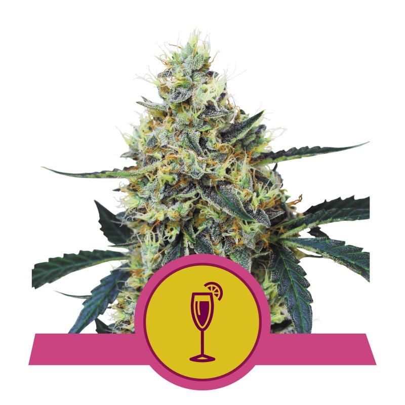 Mimosa Wiet Semi di Royal Queen Seeds: Coltiva la tua cannabis Mimosa con questi semi di alta qualità. Scopri il gusto e gli effetti caratteristici di questa varietà popolare.