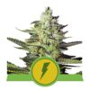 North Thunderfuck Automatic di Royal Queen Seeds: Scopri la crescita senza sforzo e la potenza eccitante di North Thunderfuck Automatic. Questa varietà di cannabis autofiorente offre una coltivazione senza stress e un'esperienza gratificante.