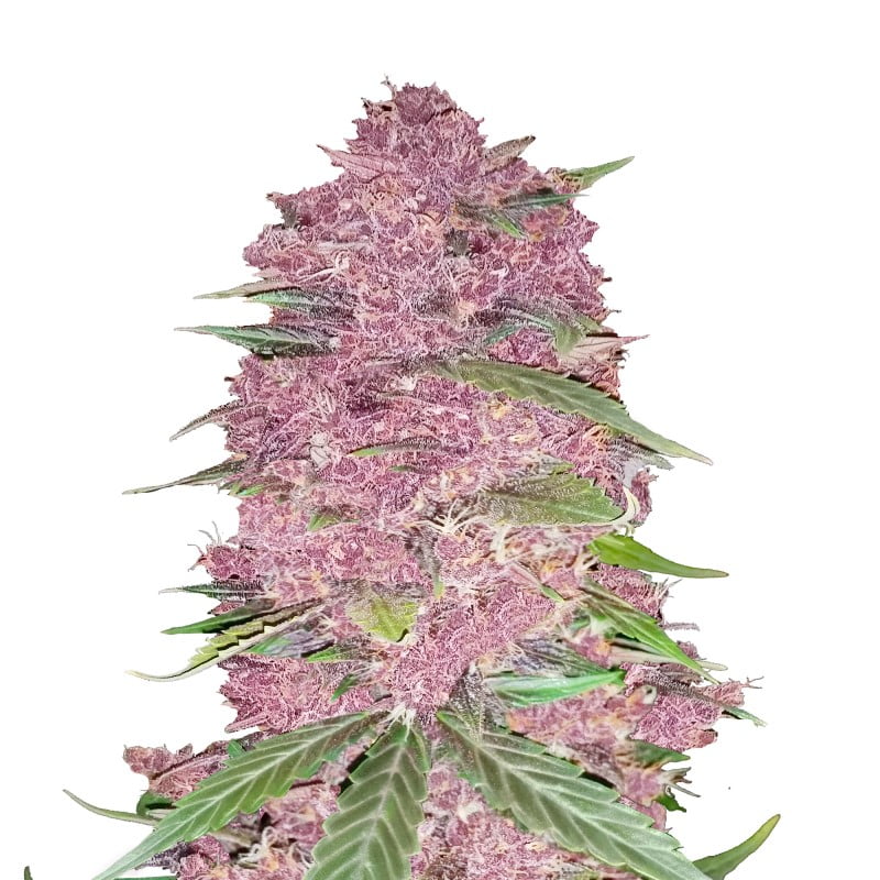 Purple Lemonade di Fast Buds: Una varietà di cannabis deliziosa e potente con genetiche uniche Purple Lemonade per un'esperienza particolare.