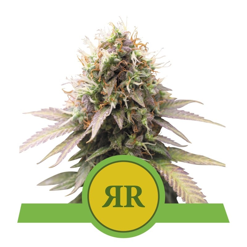 Scopri la comodità e il gusto della varietà di cannabis Royal Runtz Automatic di Royal Queen Seeds - Un'opzione autofiorente a fioritura rapida e deliziosa.