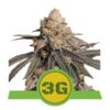 Varietà di cannabis Triple G Automatic di Royal Queen Seeds: Un'esperienza potente e a rapida fioritura in una variante autofiorente.