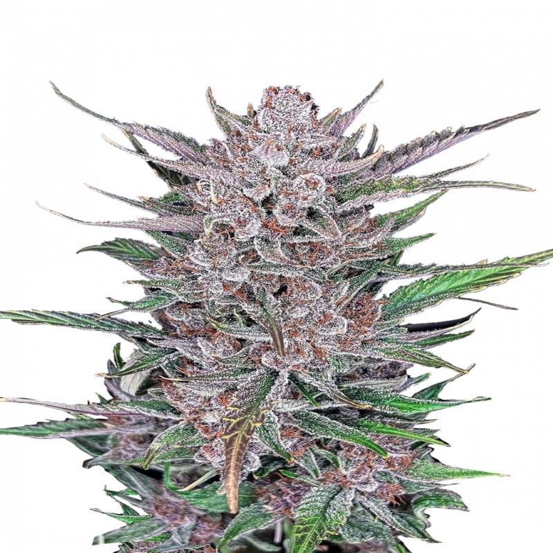 Gorilla Punch Auto di Fast Buds - Scopri la potente e saporita combinazione di Gorilla Punch in forma autofiorente. Goditi la coltivazione senza sforzo e i rendimenti di Gorilla Punch Auto.