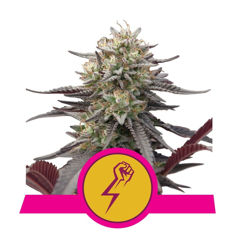 Green Crack Punch di Royal Queen Seeds - Scopri la potente combinazione di Green Crack e Purple Punch. Goditi i sapori unici e gli effetti di Green Crack Punch.