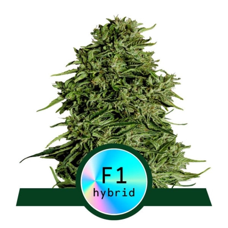 Cosmos F1 di Royal Queen Seeds - Scopri l'affascinante varietà di cannabis Cosmos F1 con caratteristiche e aromi unici. Coltiva la tua esperienza cosmica.