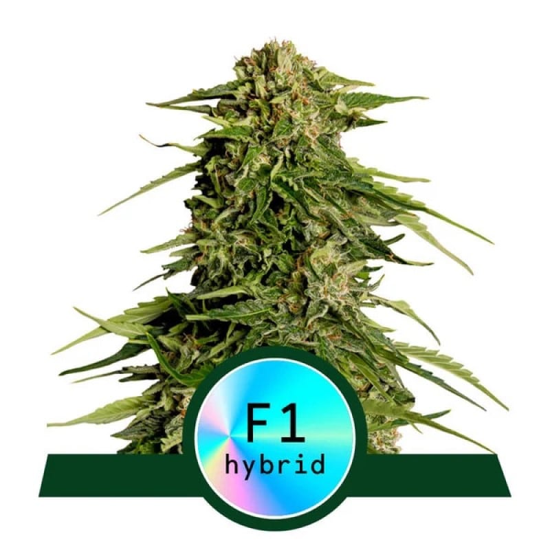 Epsilon F1 di Royal Queen Seeds - Scopri le straordinarie caratteristiche della varietà di cannabis Epsilon F1. Coltiva con fiducia e qualità.