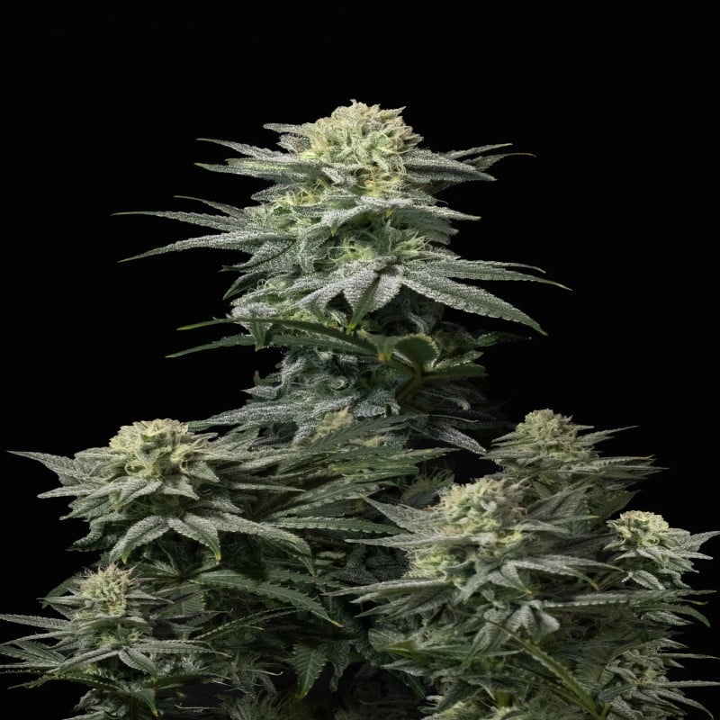 GG4 Sherbet FF di Fast Buds - Una varietà di cannabis speciale che combina la potenza della GG4 con la Sherbet. Sperimenta i sapori unici e gli effetti della GG4 Sherbet FF.