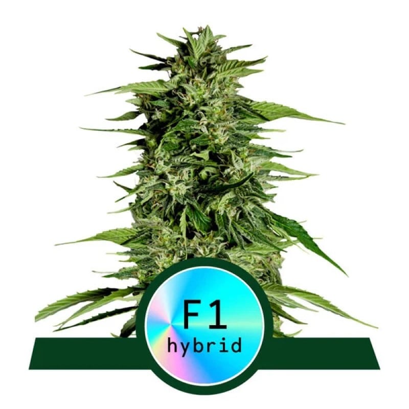 Hyperion F1 di Royal Queen Seeds - Scopri la potenza e la qualità della varietà di cannabis Hyperion F1, una nuova favorita per i coltivatori seri e gli appassionati.