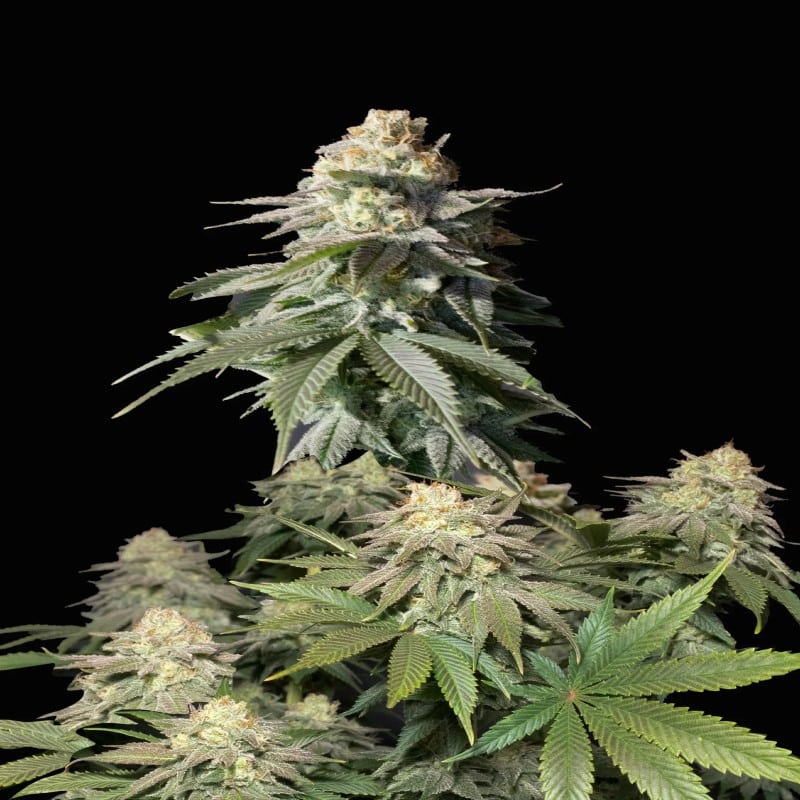 Orange Sherbet FF di Fast Buds: Assapora il delizioso sapore di Orange Sherbet in una variante a fioritura rapida e di alta qualità. Con il suo aroma fruttato e l'alta piacevole, questa varietà offre un'esperienza deliziosa per gli amanti della cannabis.